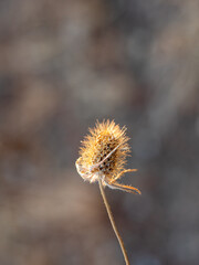 Dry thistle flower on the meadow. Dipsacus fullonum. Beautiful bokeh on a background.