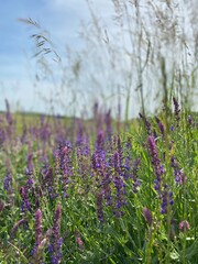 Fototapeta premium lavender field in region