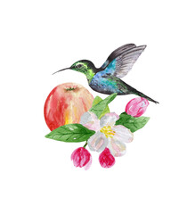 Obraz premium A hummingbird and a branch of a flowering apple tree, isolated on a white background. Watercolor botanical drawing for the design of posters, postcards, stationery and textiles.
