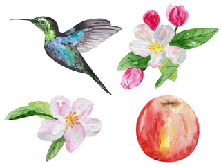 A branch of a flowering apple tree, a hummingbird and a ripe apple isolated on a white background. Watercolor collection for the design of invitations, stationery and posters.