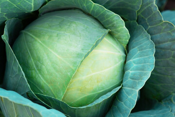 Obraz premium Fresh, white cabbage growing in a vegetable garden on a farm. Organic farming.