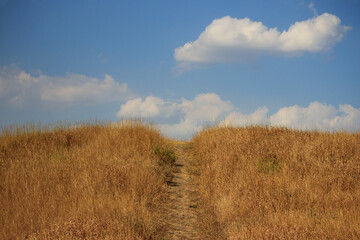 path leading into the sky with clouds and scorched dry grass. landscape for screensaver. grassy lawn, typical steppe landscape.