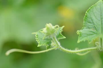 Cucumber bush with its fruits large and small green cucumber on a branch