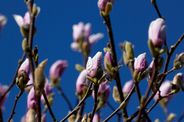 Pink Magnolia Flowers and Blue Sky