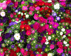 Background from multi-colored asters.