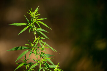 Cannabis plantation in the Chui valley. Bushes of cannabis by a stern plan. Leaves of narcotic plants for the manufacture of anasha. Hemp. marijuana