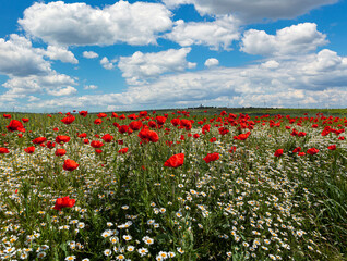 Panoramic landscape Red poppies and daisies in a wheat field in the Kuban.