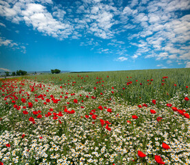 Panoramic landscape Red poppies and daisies in a wheat field in the Kuban.