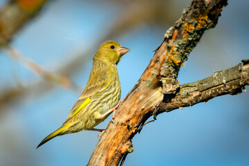 Obraz premium The European greenfinch or simply the greenfinch (Chloris chloris) is a small passerine bird in the finch family Fringillidae.
