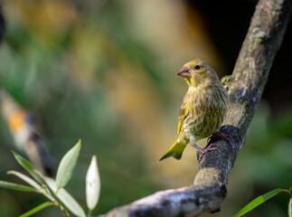 The European greenfinch or simply the greenfinch (Chloris chloris) is a small passerine bird in the finch family Fringillidae.