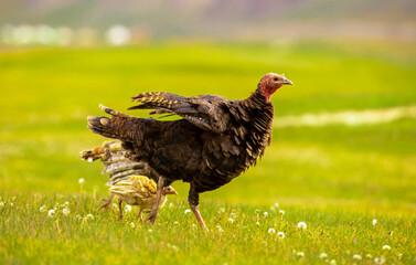 Turkeys walk on the grass in a green meadow in a pasture. Animal husbandry and agriculture in the mountains.