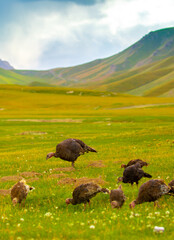Turkeys walk on the grass in a green meadow in a pasture. Animal husbandry and agriculture in the mountains.