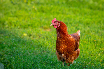 Red chicken close-up on a background of grass.
