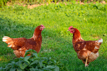 Red chicken close-up on a background of grass.
