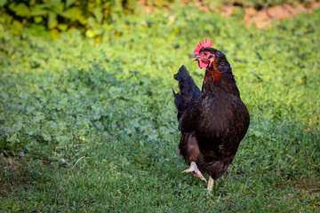 
Black chicken close-up on a background of grass.