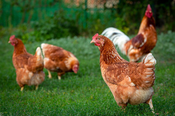 Red chicken close-up on a background of grass.