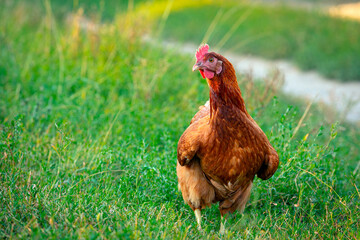 Red chicken close-up on a background of grass.
