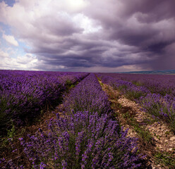 Naklejka premium Panoramic landscape of lavender fields at sunrise.
