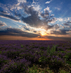 Panoramic landscape of lavender fields at sunrise.