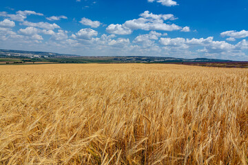 Panoramic landscape of a wheat field and blue sky against the background of clouds.