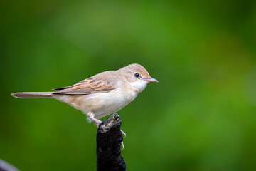 The common whitethroat or greater whitethroat  is a common and widespread typical warbler which breeds throughout Europe and across much of temperate western Asia.
