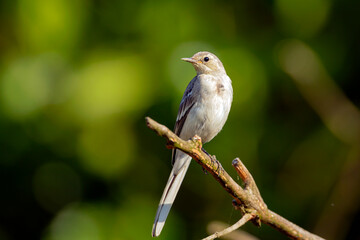 A young White Wagtail sitting on a branch. The White Wagtail is a small passerine bird in the Motacillidae family.
