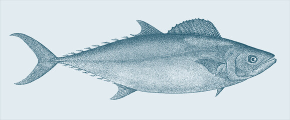 Plain bonito orcynopsis unicolor, marine fish in side view