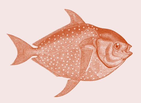 Opah lampris guttatus, marine fish in side view