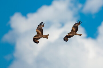 
A pair of flying eagles in the blue sky.