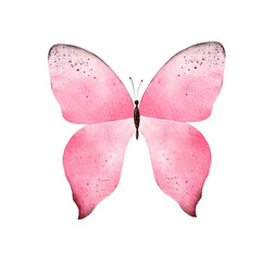 Hand painted pink watercolor butterfly clipart on white background