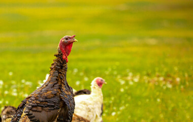 Turkeys walk on the grass in a green meadow in a pasture. Animal husbandry and agriculture in the mountains.