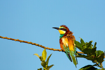 The European bee-eater (Merops apiaster) is a near passerine bird in the bee-eater family, Meropidae.