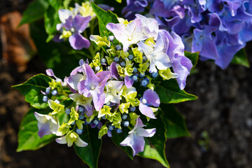 Light, dark, pale blue, purple  Hydrangea macrophylla, bigleaf hydrangea, is one of the most popular landscape shrubs owing to its large mophead flowers.