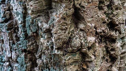 detail of the bark of a cork oak tree