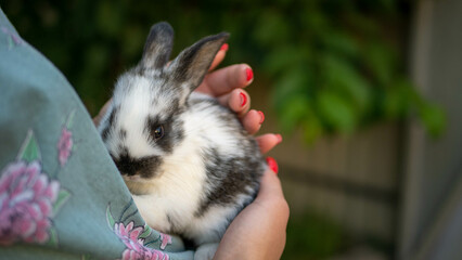 Cute rabbit in the hands of a girl