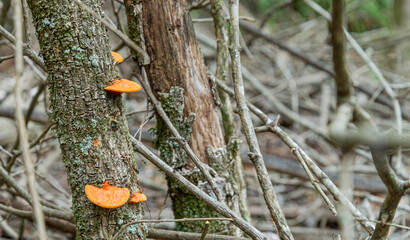 Hongos naranjas (pycnoporus sanguineus)