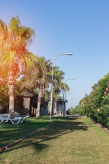 Alley for walking with palm trees. Relax in a luxury resort. Tropical style. Concept: travel and vacation.
