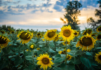 yellow sunflowers in the field, sunset,