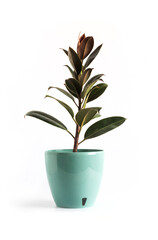 Rubber plant (Ficus elastica Melany)