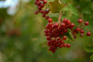 red viburnum, symbol of Ukraine, branches of viburnum, red fruits of mountain ash against the background of green leaves, closeup, abstract photography, banner, card, beautiful photos, high quality