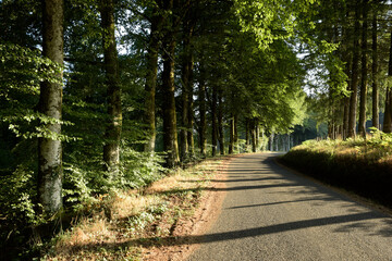 route au milieu des bois - Corrèze France