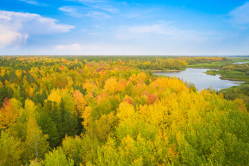 Fototapeta premium Colors of autumn. A river in an autumn forest on a sunny day. Shooting from a drone.