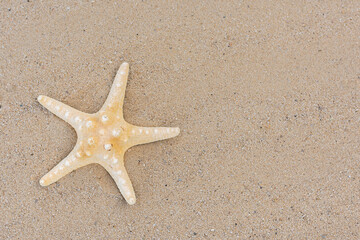 Fototapeta na wymiar A starfish lies on the yellow sand on the beach, sunny day, top view