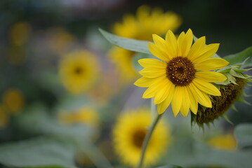 Yellow sunflower Yellow sunflower flowers, close-up sunflower flowers, sunflower flowers on a green background