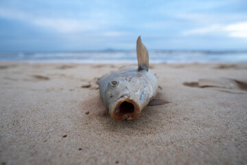 Close Up of a dead fish on the beach poisoned by the sweet water running from the rivers into the...
