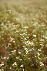 Buckwheat flowers blowing in the wind. Blooming buckwheat crops