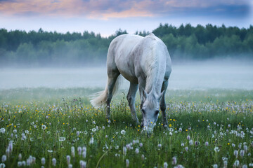 A white horse grazes in a meadow against the background of fog.