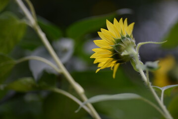 Yellow sunflower flowers, sunflower flowers close-up, sunflower flowers on a green background, background, back, green part of a sunflower, sunflower stem, sunflower leaves