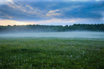 Summer meadow with dandelions and fog on the background of fog.
