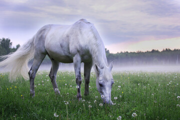 A white horse eats grass in a fog in a meadow.